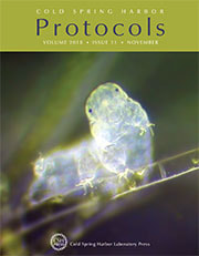 CSH Protocols Hypsibius exemplaris tardigrade water bear Goldstein lab