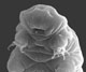 Hypsibius exemplaris tardigrade water bear