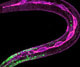 Ari Ariel Pani eLife Wnt C. elegans