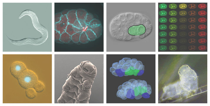 Goldstein Lab UNC Chapel Hill C. elegans Tardigrades Hypsibius exemplaris apical constriction cell biology developmental biology 