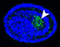 tardigrade germ cells Hypsibius
