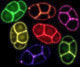Heppert fluorescent proteins in vivo